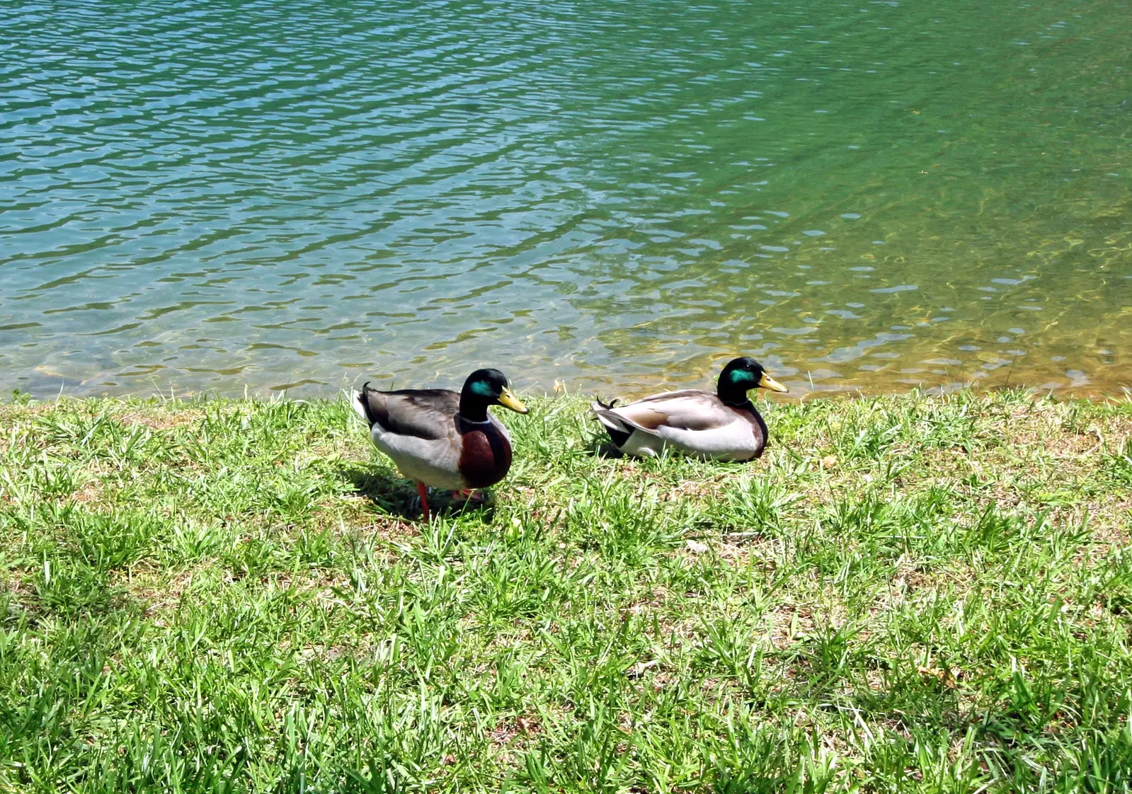 DUCKS AT POND